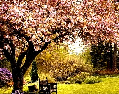 Spring Cherry Blossoms, Great Britain