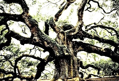 1400 Year Old Live Oak, South Carolina