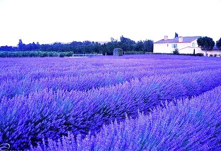 Dusk, Lavender Field, France
