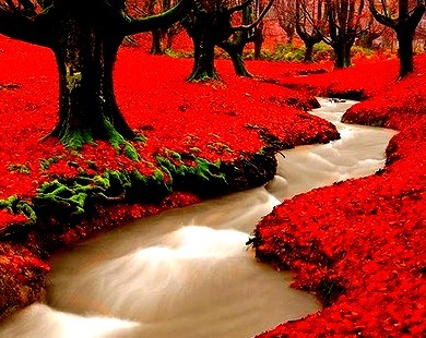 Red Forest, Portugal