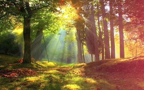 Sunray Forest, Emilia Romagna, Italy