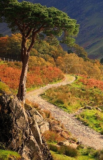 Pine Tree and track, Buttermere, Lake District, England .]]>” id=”IMAGE-m794z0PcqB1r6b8aao1_500″ /></a></p><p>Pine Tree and track, Buttermere, Lake District, England .]]><br />#hiking, #travel, #europe, #landscape, #english</p></div><footer class=