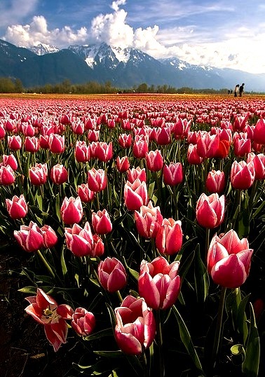 Tulip fields in Agassiz, British Columbia, Canada