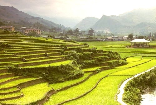 The terrace paddy field of Sapa Valley in northern Vietnam