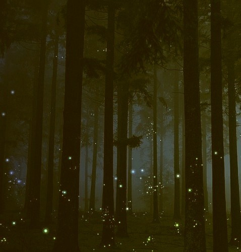 Firefly Forest, England