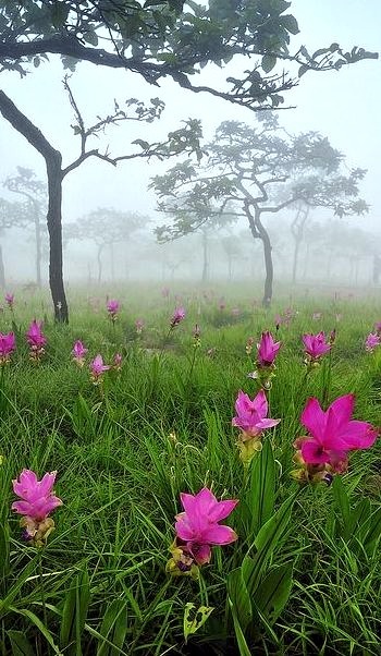 Wild fields of Siam Tulips in the Pa Hin Ngam National Park / Thailand