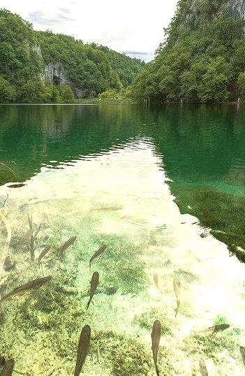 Fishes floating in the wonderful clear water of the Plitvice Lakes in Croatia